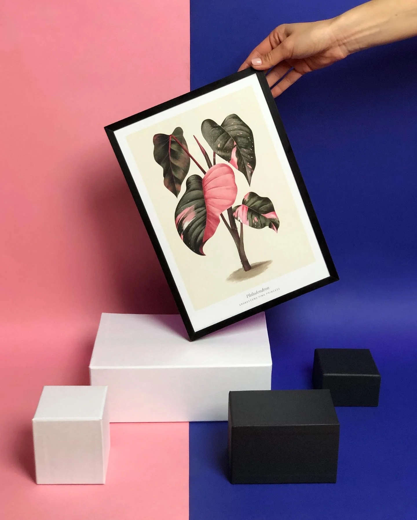 Monstera & Philodendron