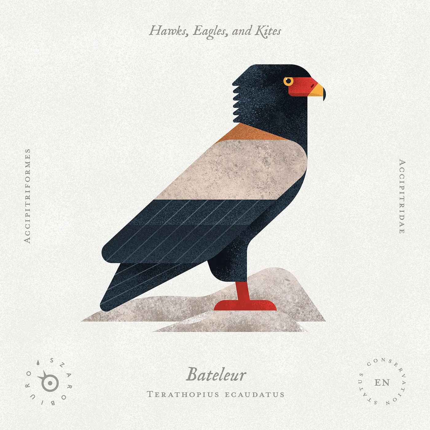bateleur_ kopia