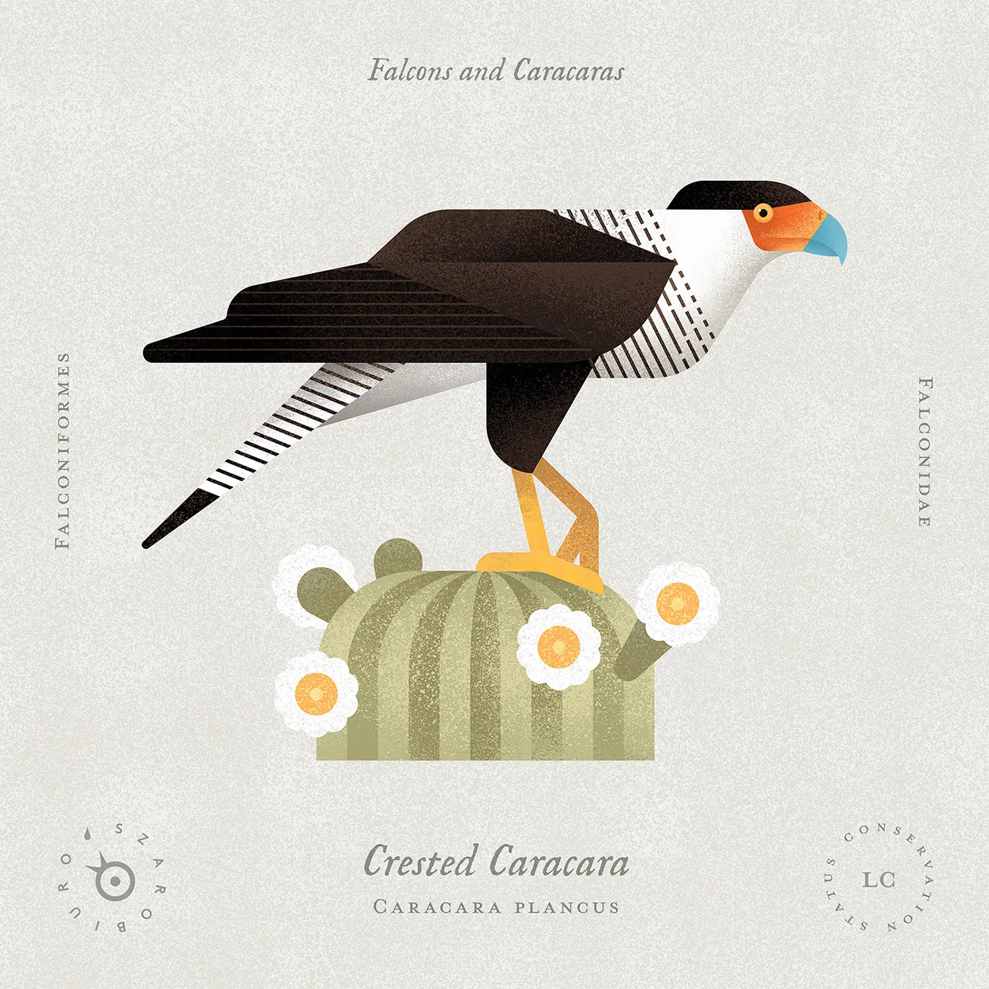 caracara_