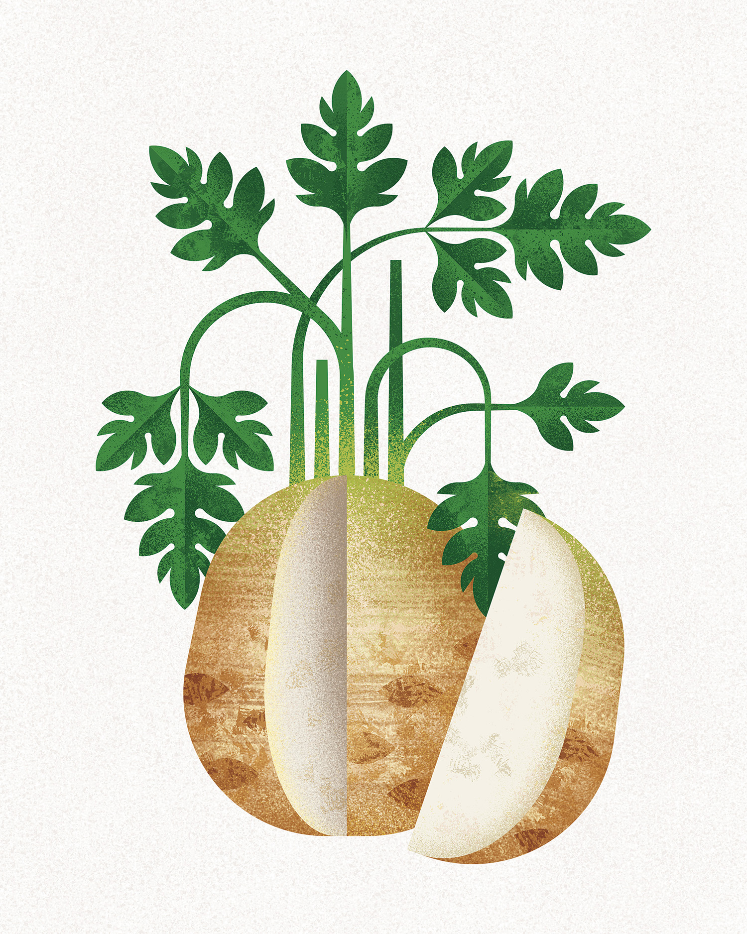 celeriac celeriac