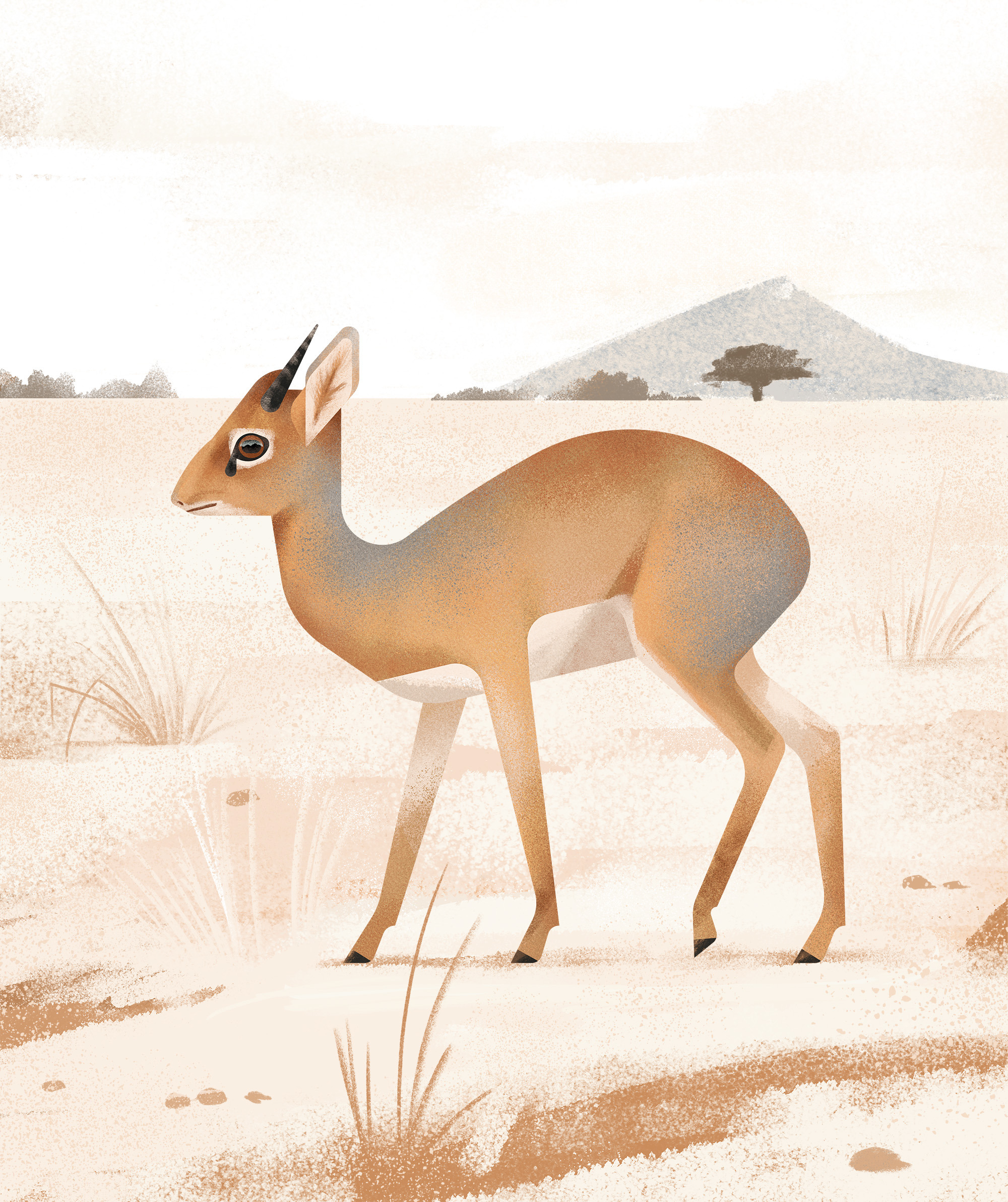 Dik-dik