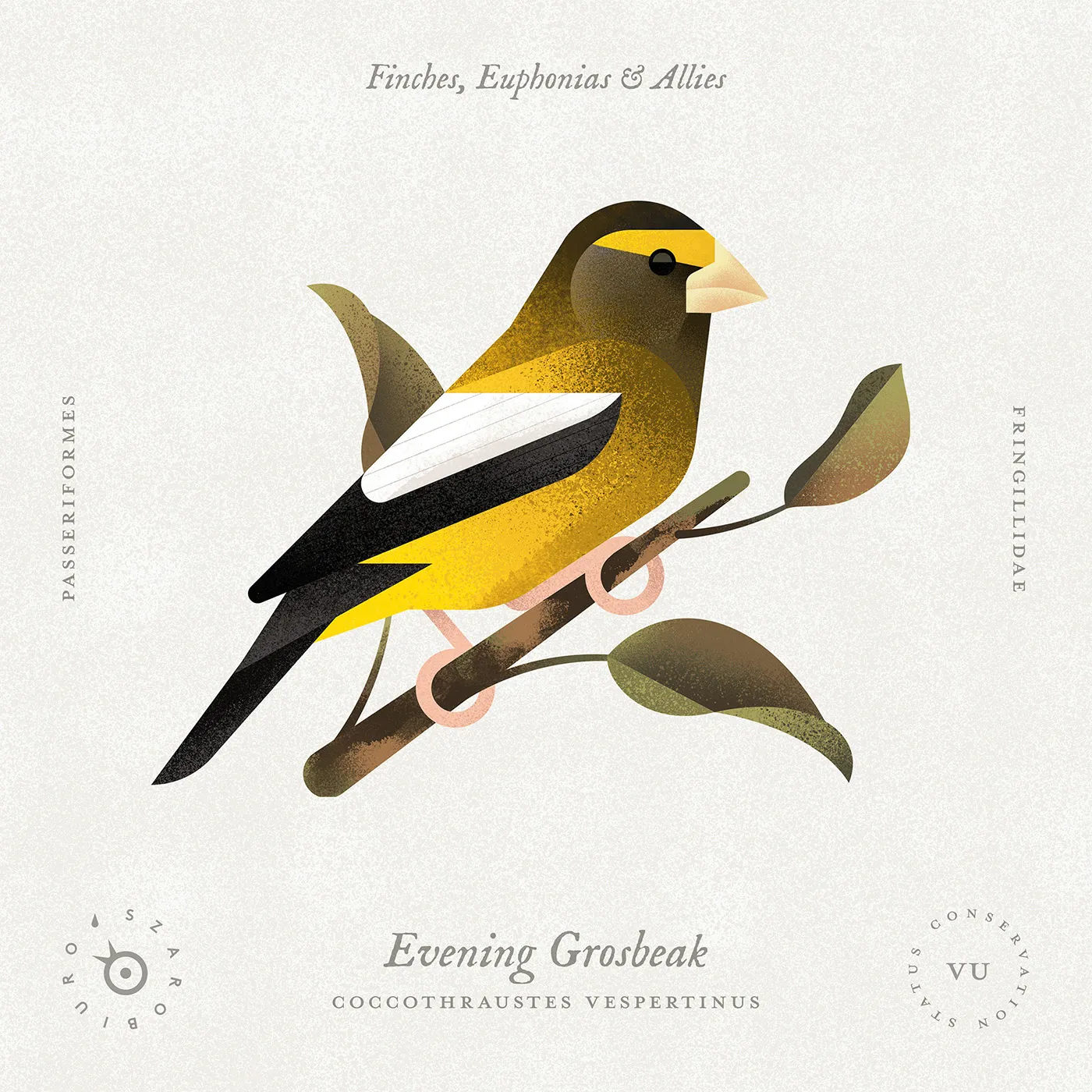 evening_grosbeak
