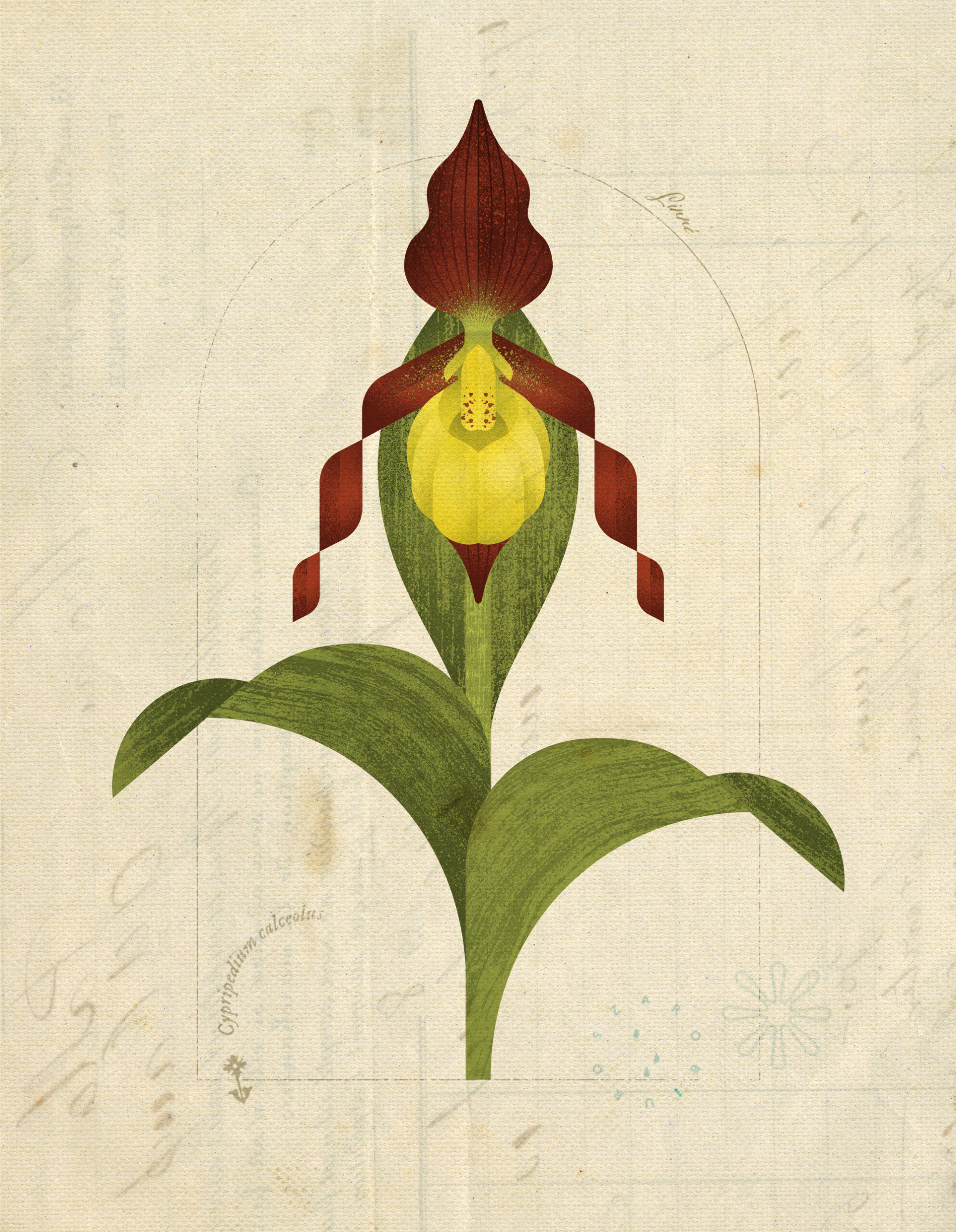 Lady’s-slipper orchid