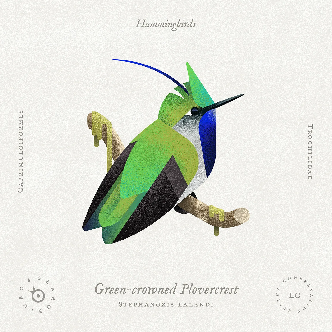 green_crowned_plovercrest