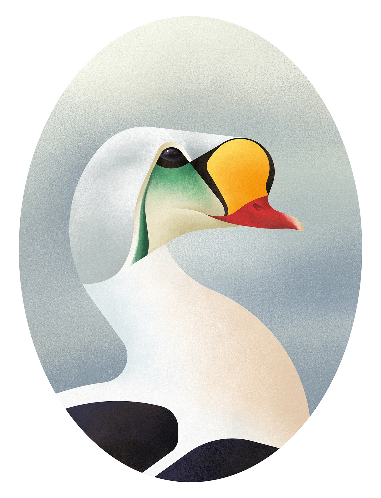 King Eider