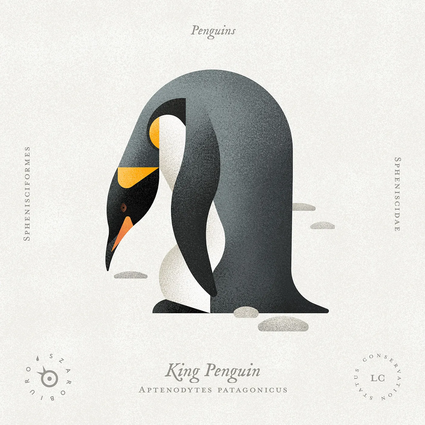 king_penguin