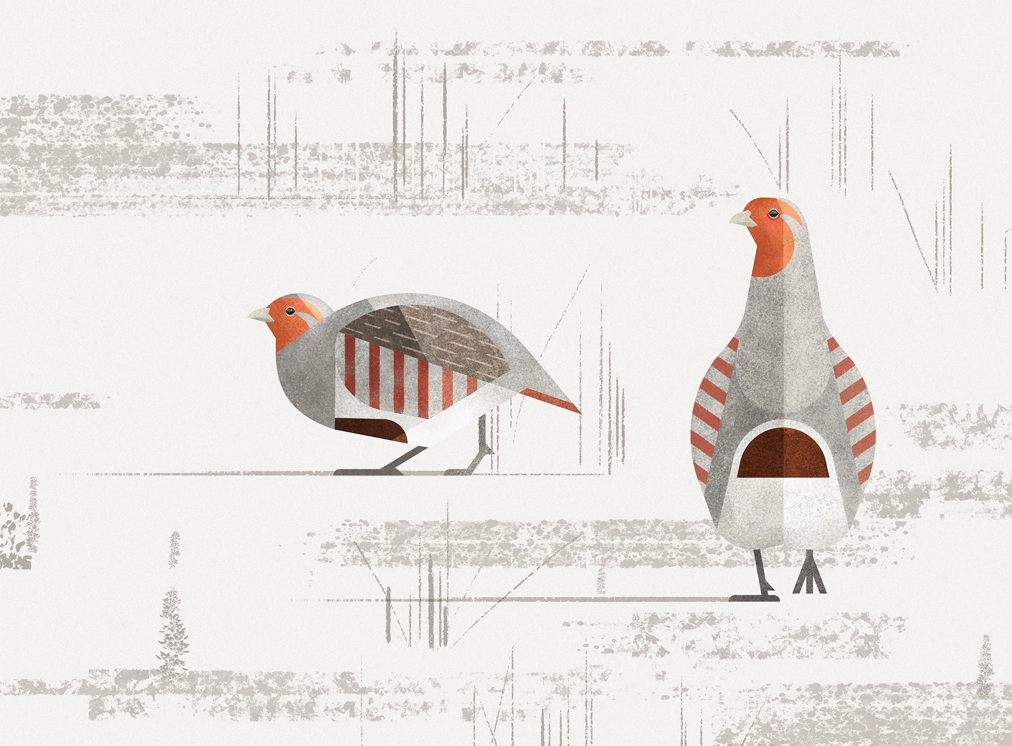 Partridges