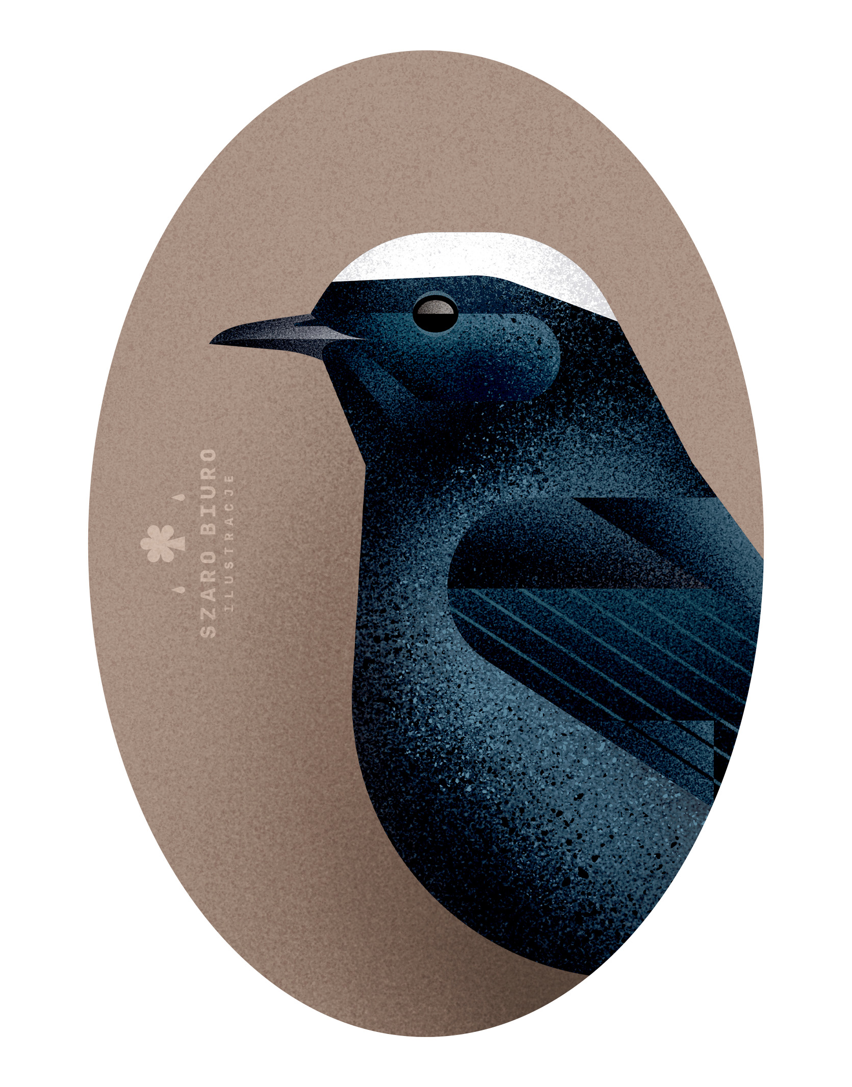 White-crowned Wheatear