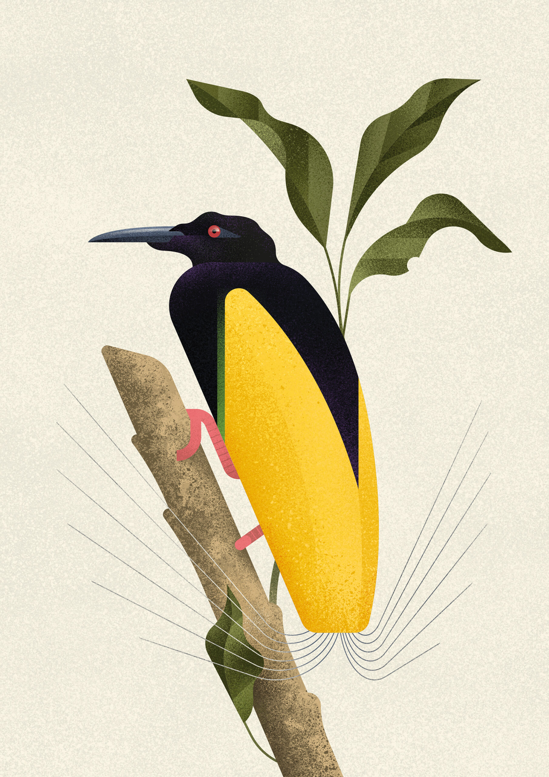 Twelve-wired Bird-of-Paradise