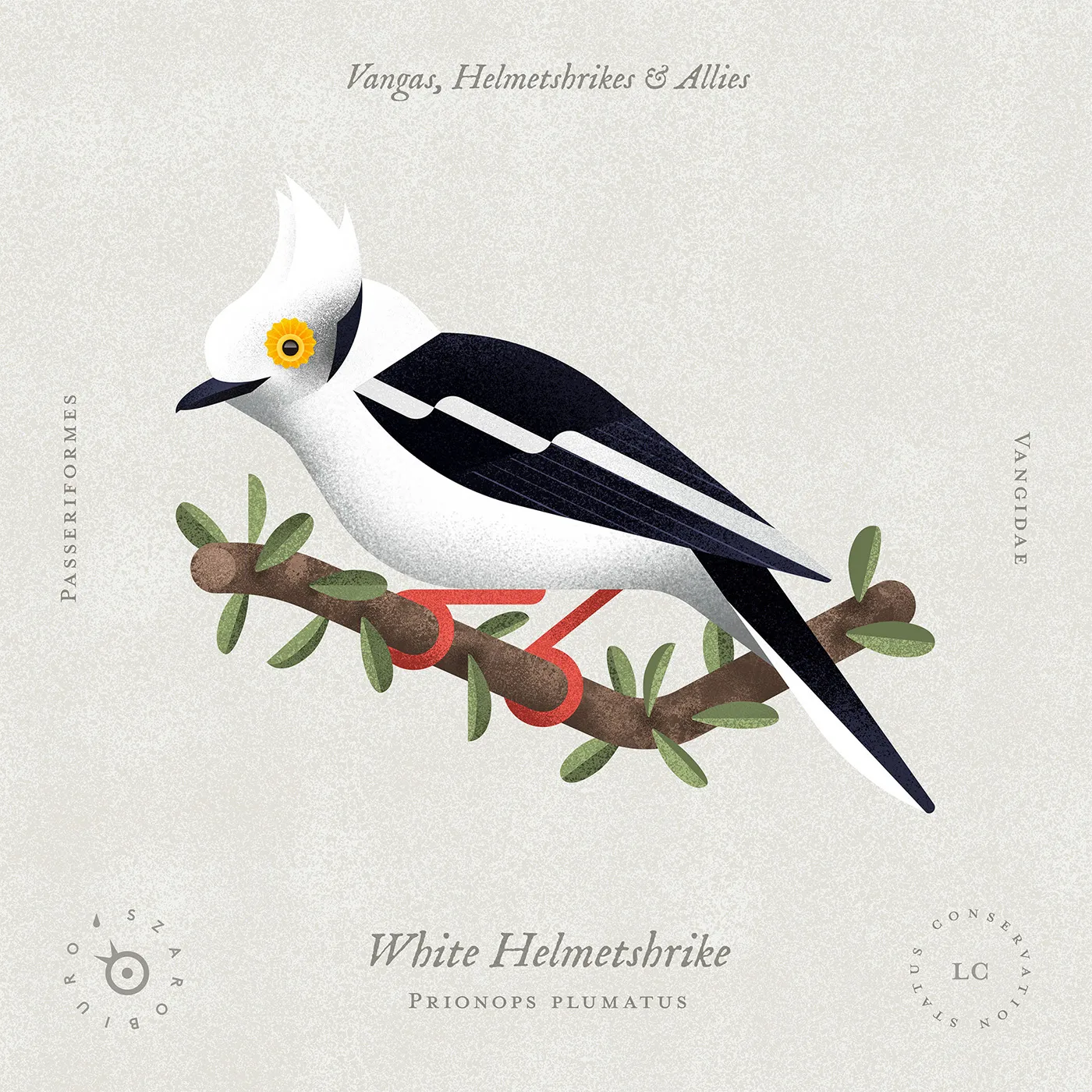 white_helmetshrike kopia