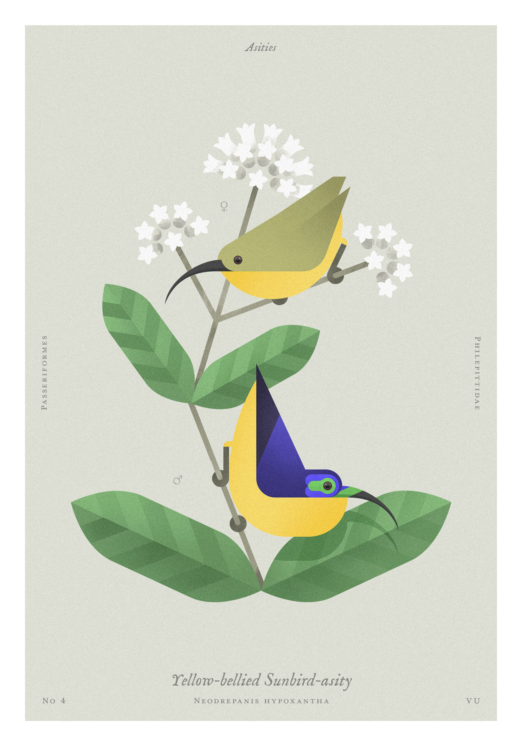 yellow_bellied_sunbird_asity_210_x_300_mm