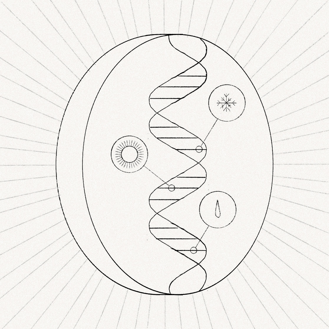 DNA_bean DNA_bean