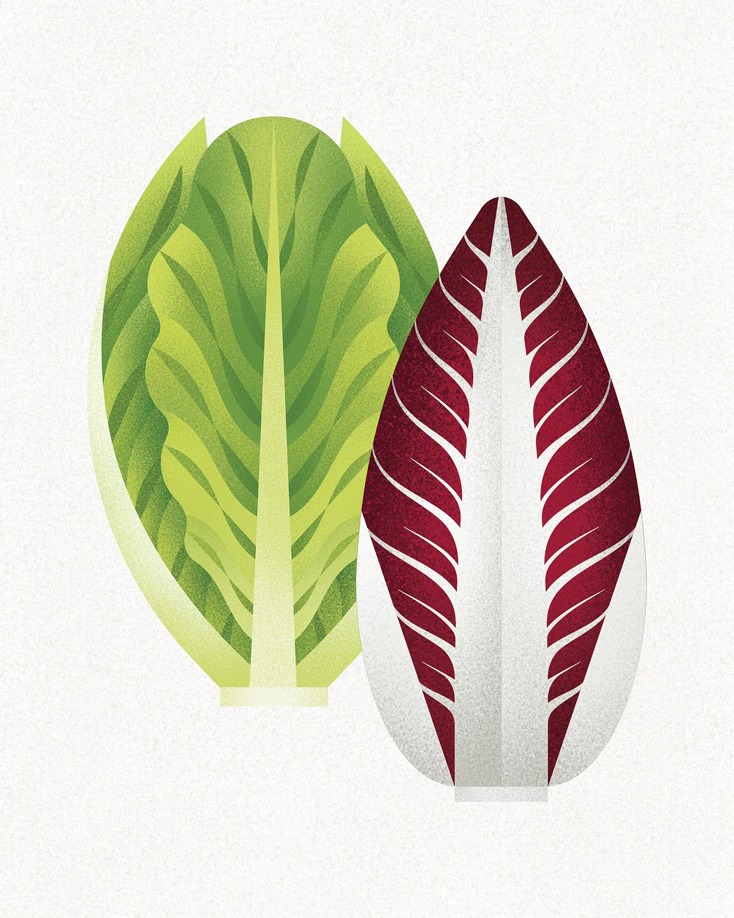 lettuce-1